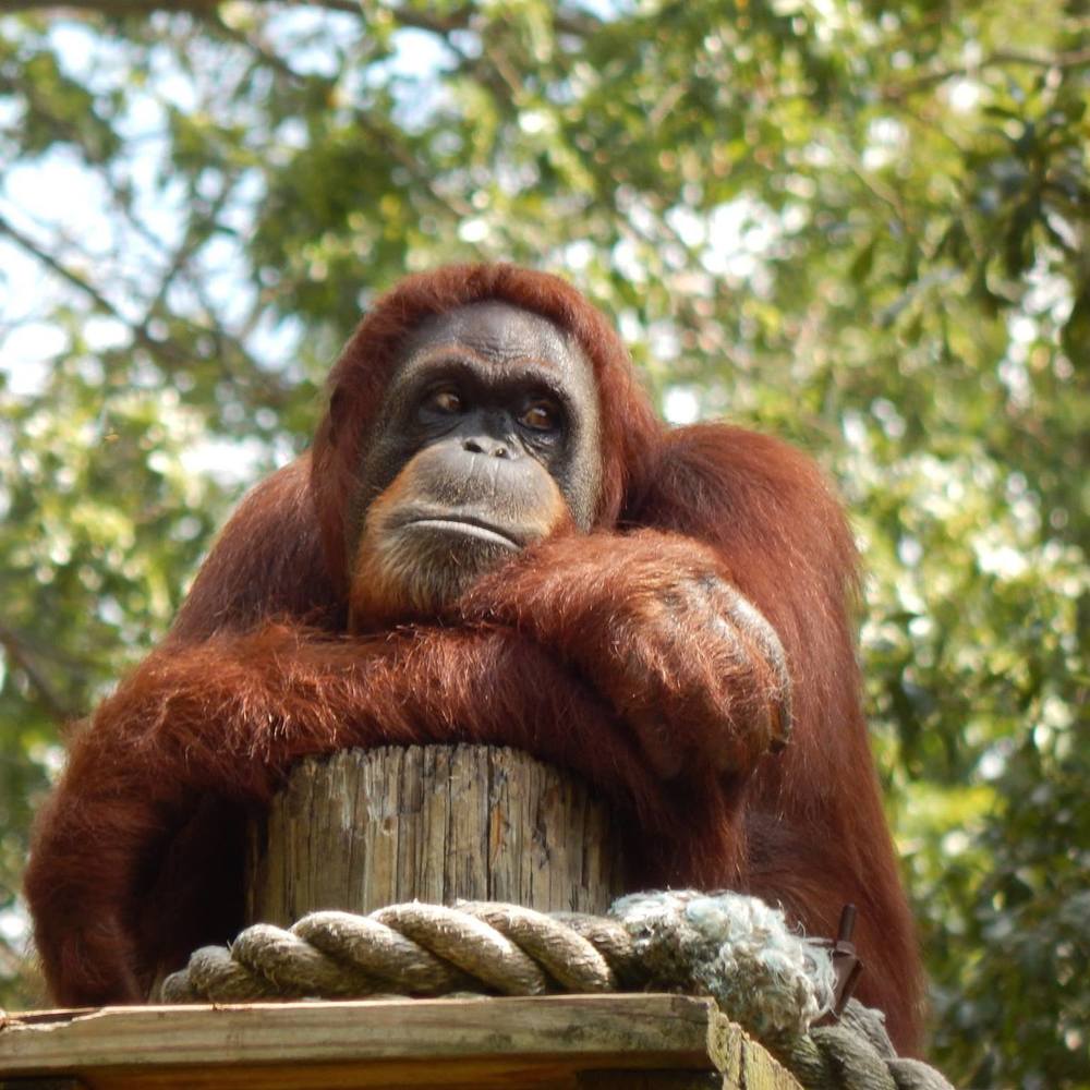 Meet your Posher, Ginger